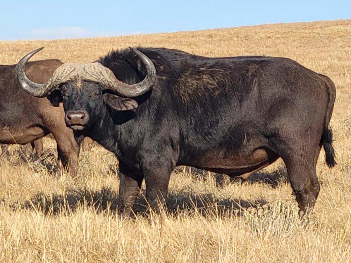Buffalo Hills Private Game Reserve Harrismith Εξωτερικό φωτογραφία