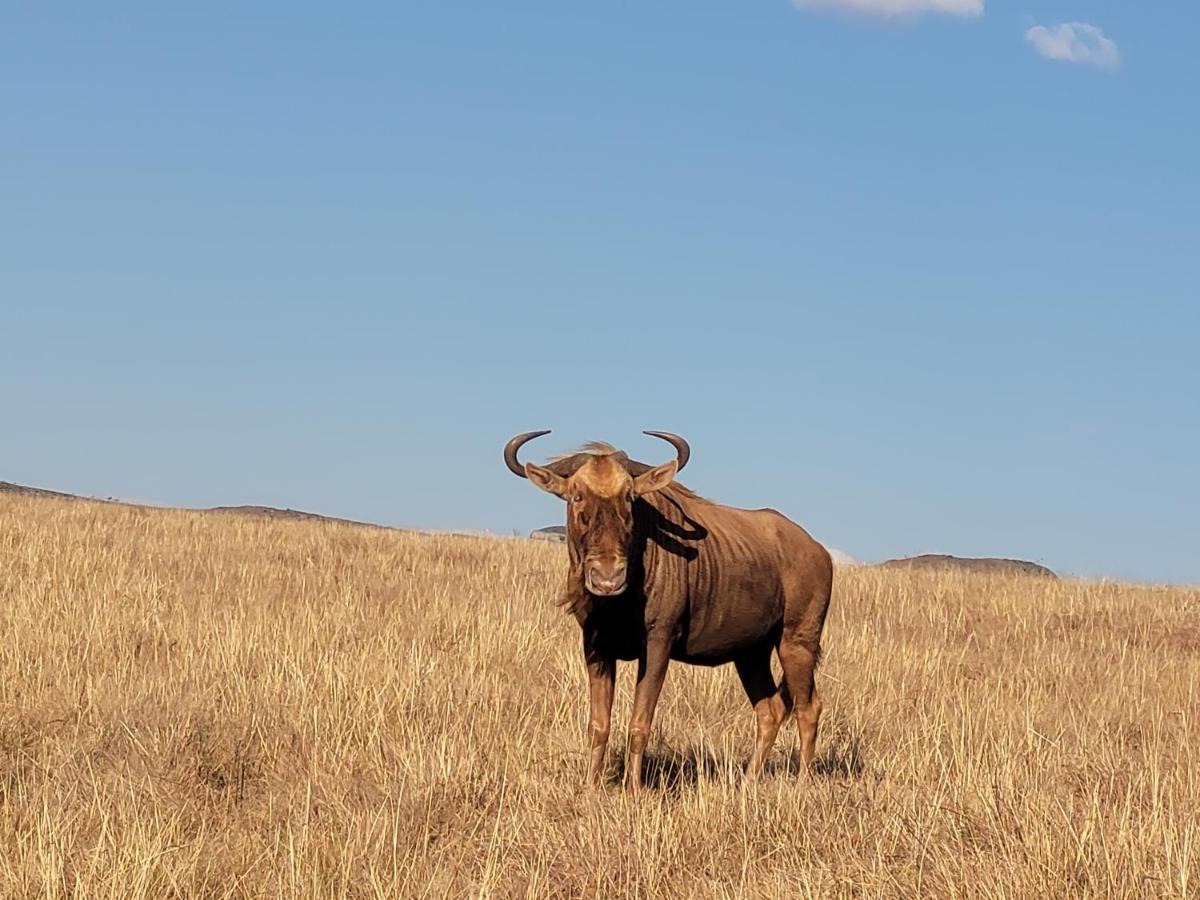 Buffalo Hills Private Game Reserve Harrismith Εξωτερικό φωτογραφία